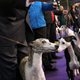 Image for article titled King’s realm: Behind the scenes at the Westminster Dog Show